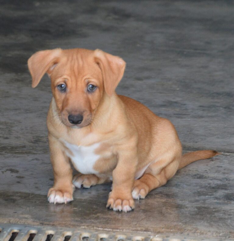 PASCU