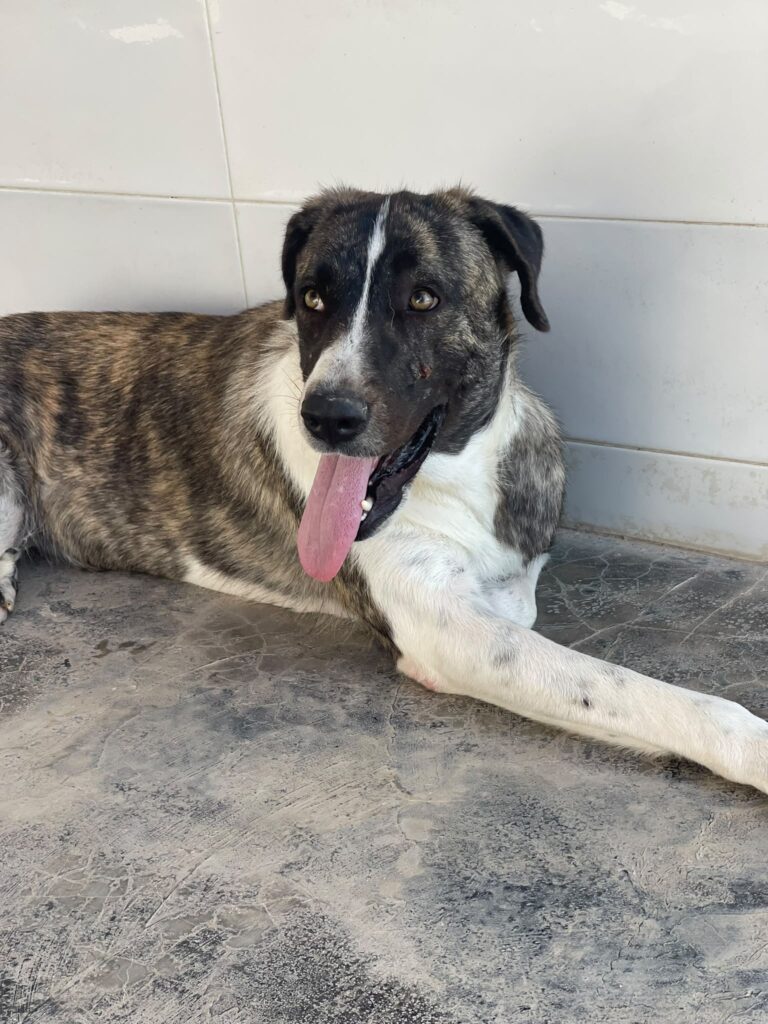 PERLA