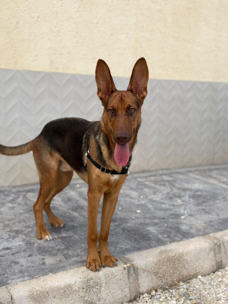 RUDI
